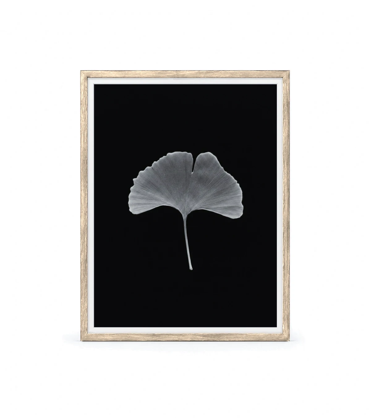 Ginko Horizon, raw linden