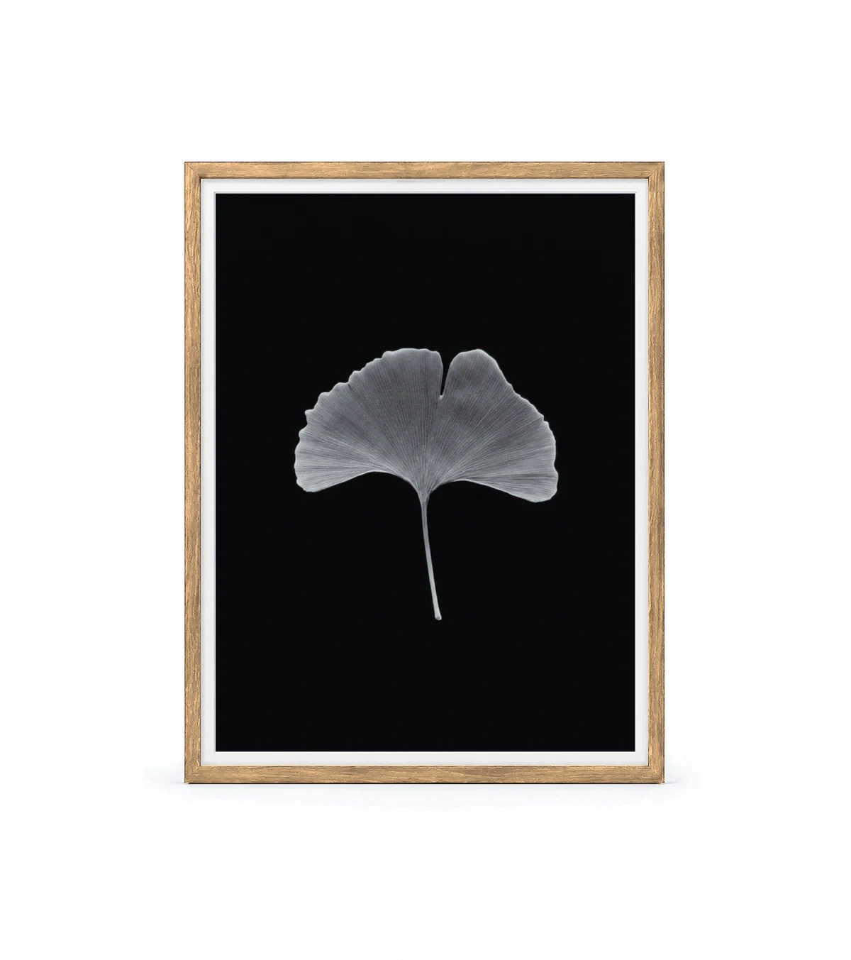 Ginko Horizon, raw oak