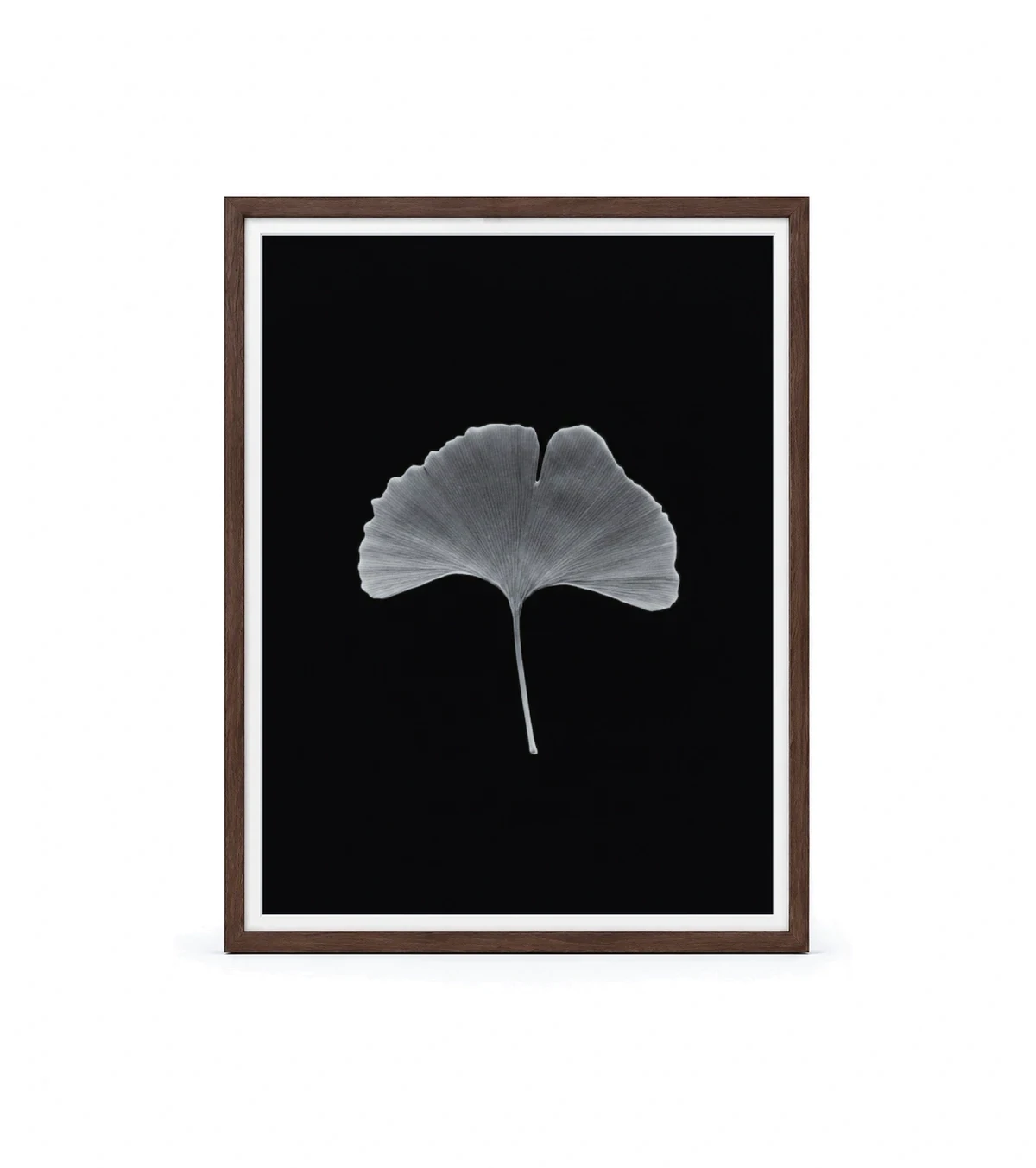 Ginko Horizon, dark walnut
