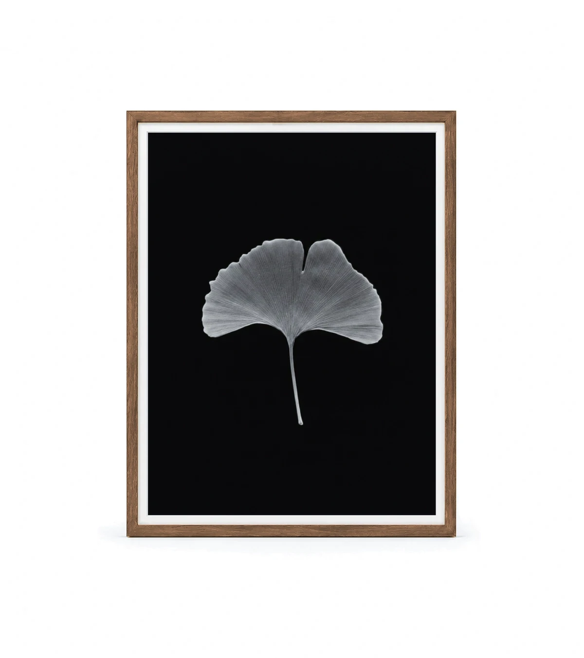 Ginko Horizon, light walnut
