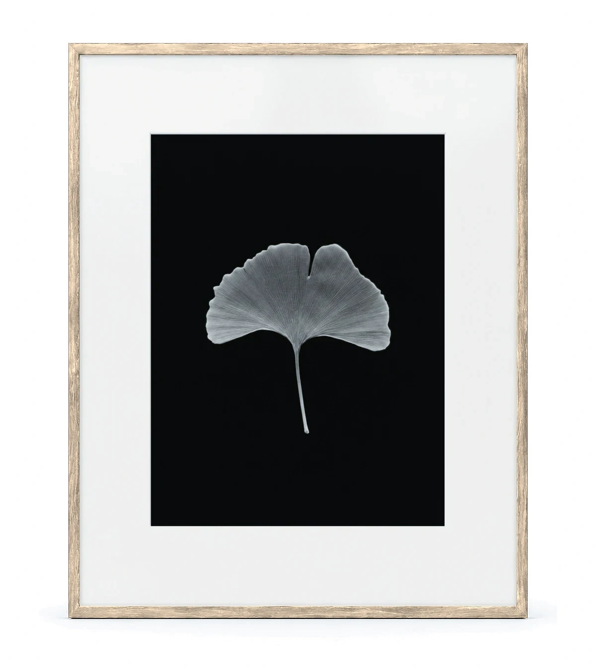 Ginko Monumental, raw linden