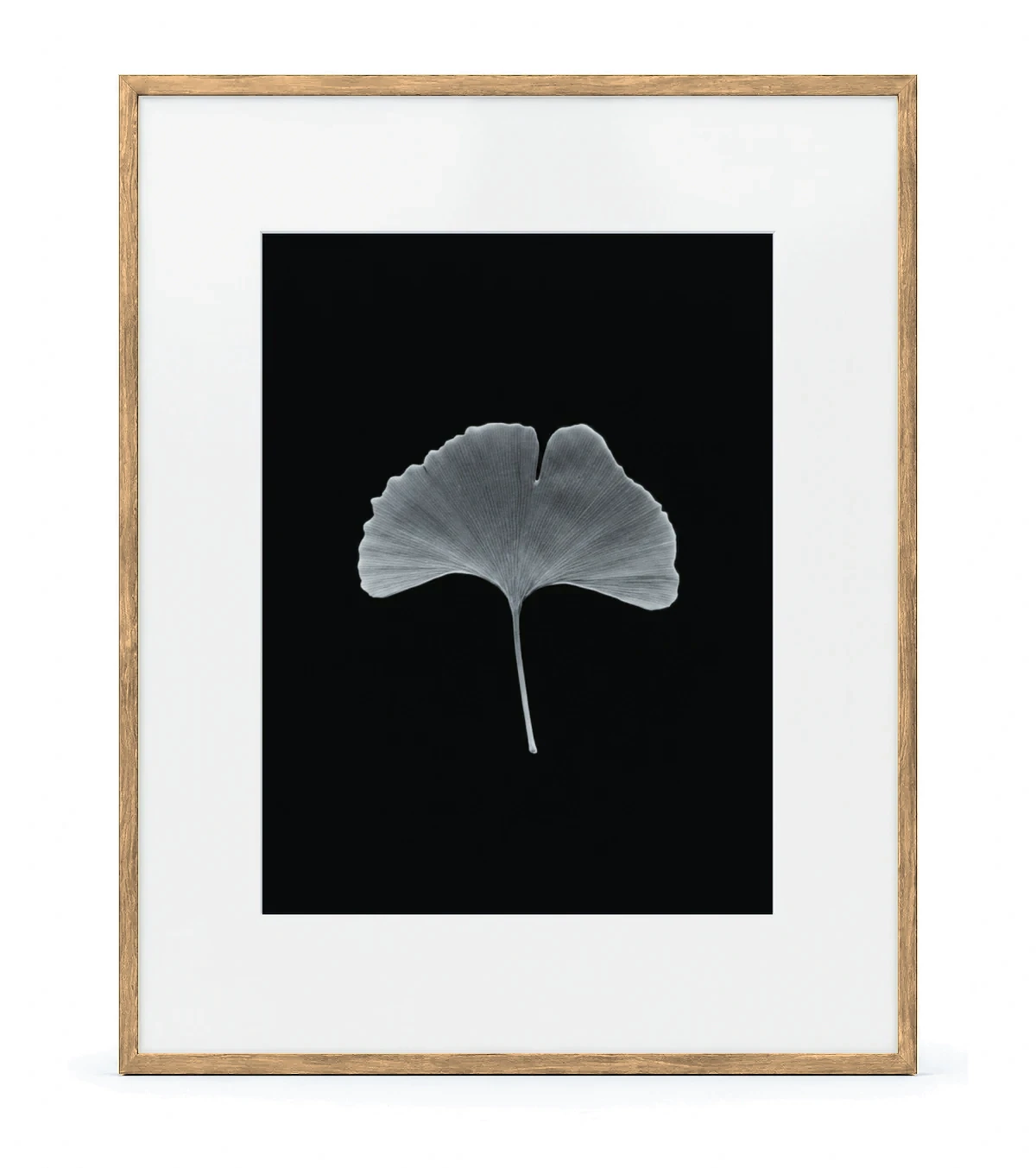 Ginko Monumental, raw oak