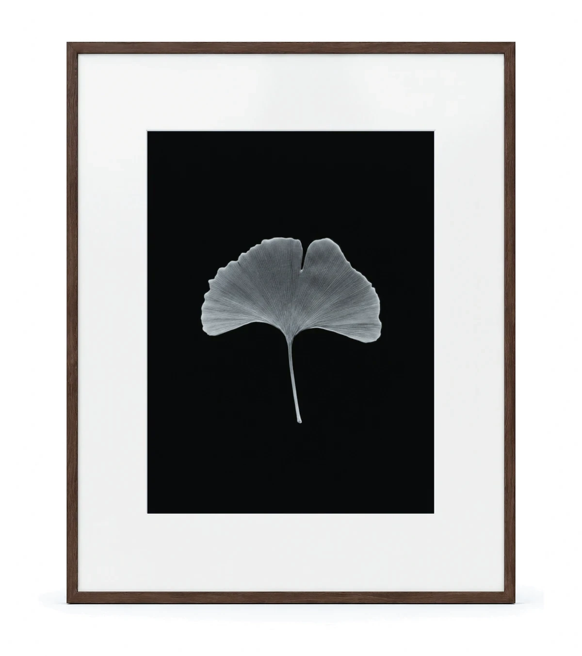 Ginko Monumental, dark walnut
