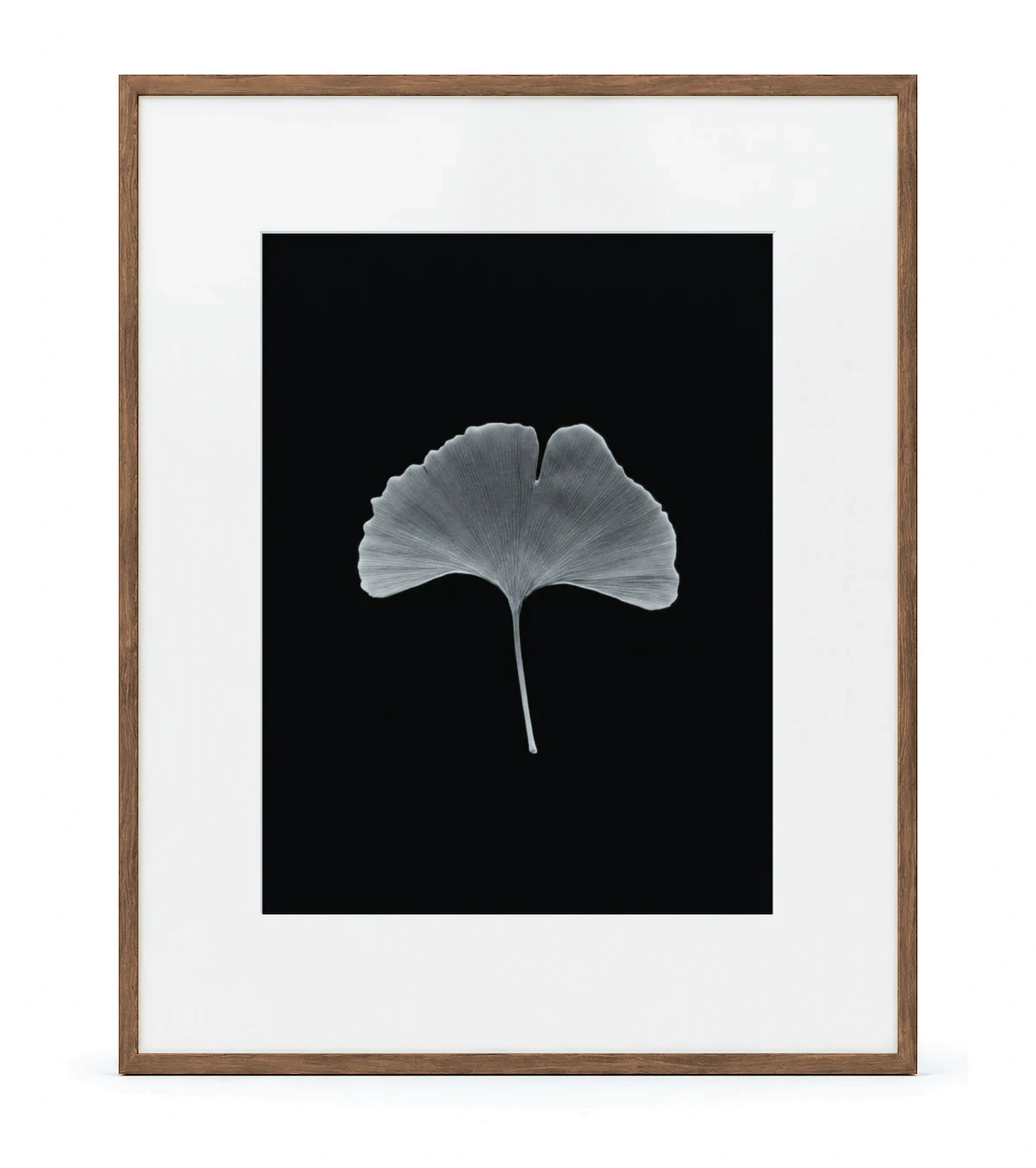Ginko Monumental, light walnut